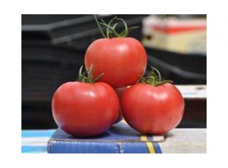 Семена томата индетерминантного Прайд F1, ранняя новинка!!!, (1000 нас.) Lark Seeds